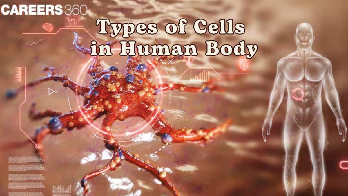 Types of Cells in Human Body